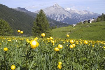 Sfoglia la galleria