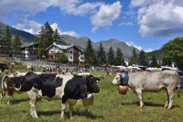 mucche e montagne