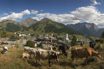 Gastaldi_Antonio_ Al pascolo  Vincitrice premio Attività dell'uomo